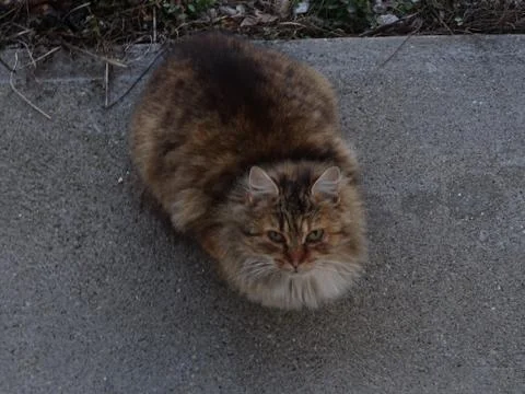 Sitting cat 스톡 사진