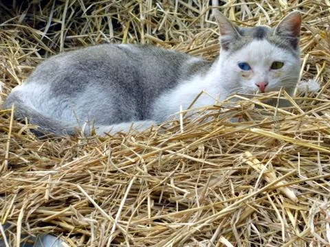 Sitting cat Stockfoto's