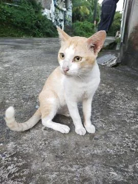 Sitting cat Stock Photos