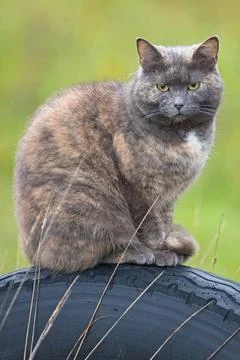 Sitting cat. Stock Photos