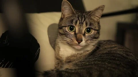 Sitting cat in a sofa Stock Footage 43571885