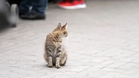 Sitting cat on the street Stock Footage 184392076