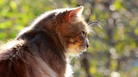 Sitting Cat In Tree Background Looks Around 1 스톡 동영상 40539071