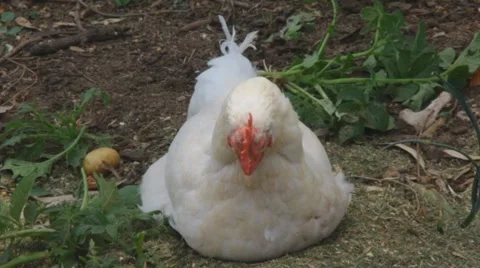 Sitting chicken Stockbeeldmateriaal 905875