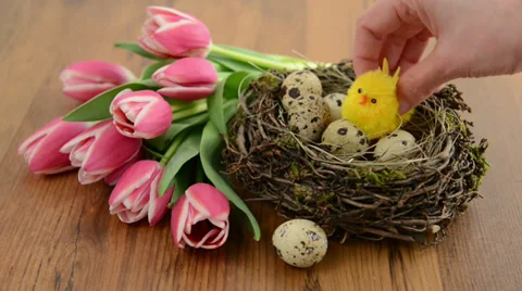 Sitting chicken into quail egg nest with bunch of pink tulips around Vídeo Stock 34170182