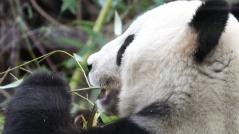 Sitting Chinese panda bear chewing bamboo in Vienna zoo. Stock Footage 104808402