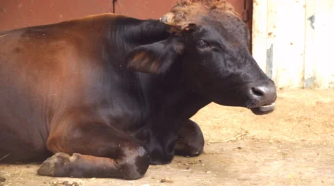 Sitting cow in farm Stock-Footage 60340957
