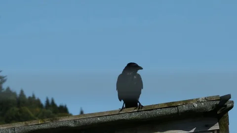 Sitting crow Video stock 101354302