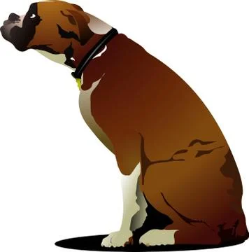 Sitting cute boxer dog. Vector illustration Stock Illustration