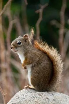 Sitting cute squirrel Stock Photos