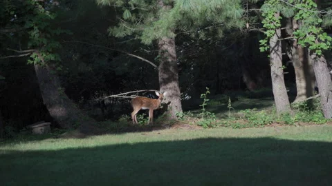Sitting Deer Buddies Stock Footage 135083828