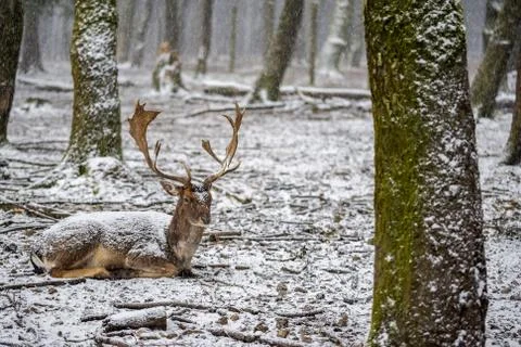 The sitting deer in the forest on daylight Stock Photos