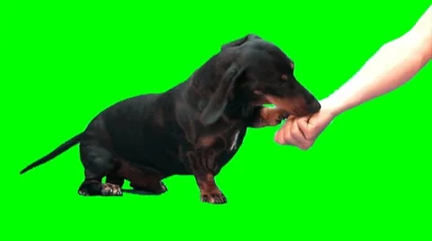 Sitting dog eats from hand Stock-Footage 8563654