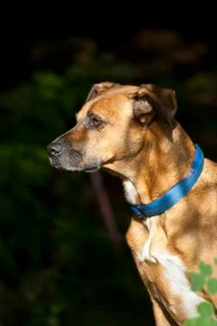 Sitting Dog in Forest Stock Photos