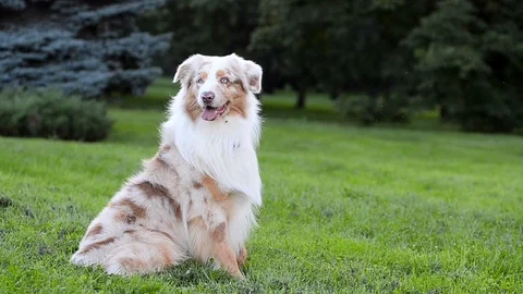 Sitting dog in the park Stock Footage 91191723