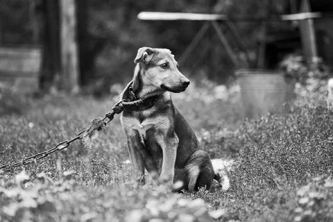 Sitting Dog Stock Photos