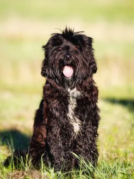 Sitting dog Stock Photos