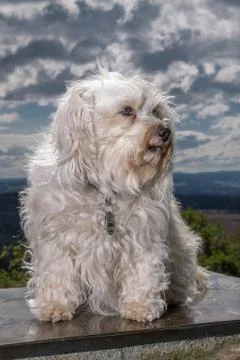 Sitting Dog Stock Photos