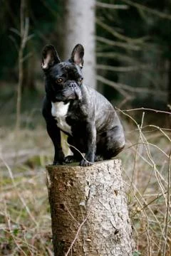 Sitting dog Stock Photos