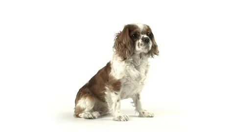 Sitting Dog Side Stock Footage 98679113