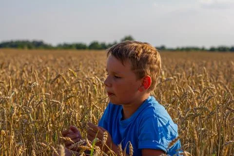 Sitting down to rest in a wheat field in the summer, a child chews a straw. A Foto stock