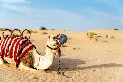 Sitting dromedary in the desert. Stock Photos
