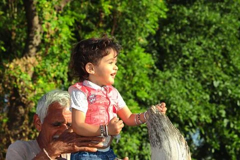 Sitting on the dry trunk of a tree lying in the field, the Indian grandfather Stock Photos