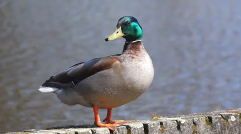 Sitting duck Stock Footage 22764124