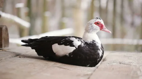 Sitting duck Video stock 46661930