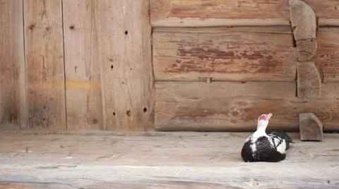 Sitting duck Video stock 47373832