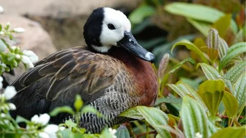 Sitting duck. Stock-Fotos