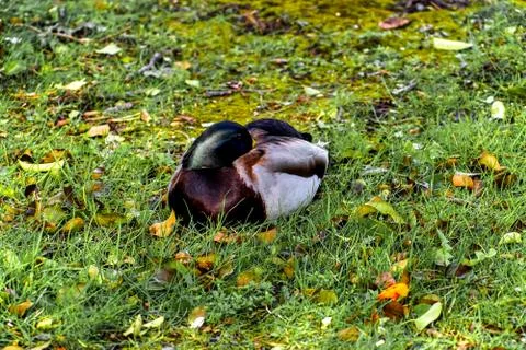 Sitting duck Stock Photos