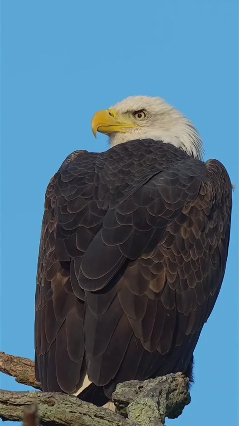 Sitting eagle Stockbeeldmateriaal 330356436