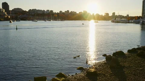 Sitting on the edge of Fraser river in a beautiful park Vidéo 144465340