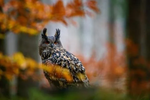 Sitting Eurasian eagle-owl Bubo bubo in wild woodland Stock Photos