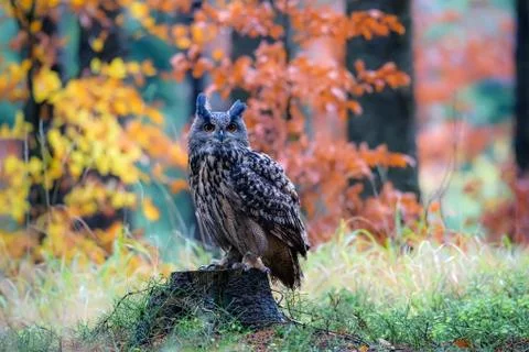 Sitting Eurasian eagle-owl Bubo bubo in wild woodland Stock Photos
