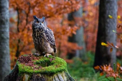 Sitting Eurasian eagle-owl Bubo bubo in wild woodland Stock Photos