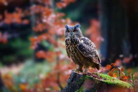 Sitting Eurasian eagle-owl Bubo bubo in wild woodland Stock Photos