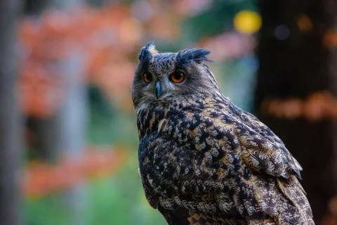 Sitting Eurasian eagle-owl Bubo bubo in wild woodland Stock Photos