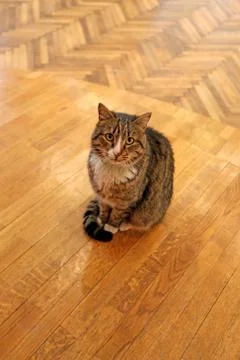 Sitting on the floor cat Stock Photos