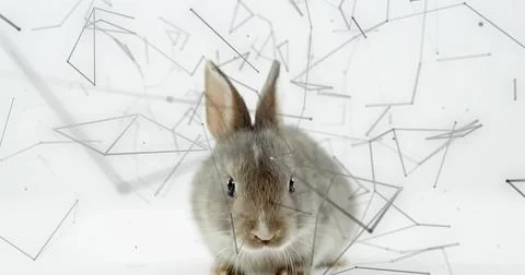Sitting fluffy graybrown rabbit facing front on white backdrop with line-dot Stock Photos