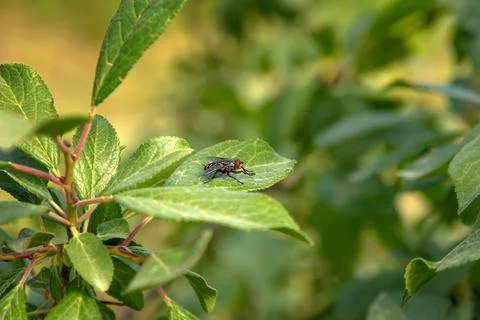 Sitting fly Stock Photos
