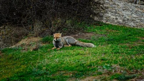 Sitting fox looking awy from camera Stock Photos