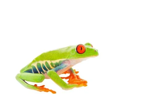 Sitting frog Stock Photos