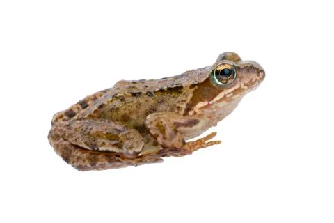 Sitting frog 스톡 사진