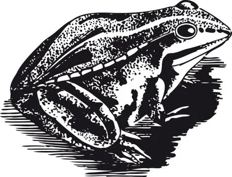 Sitting frog, Retro Vector Illustration Stock Illustration