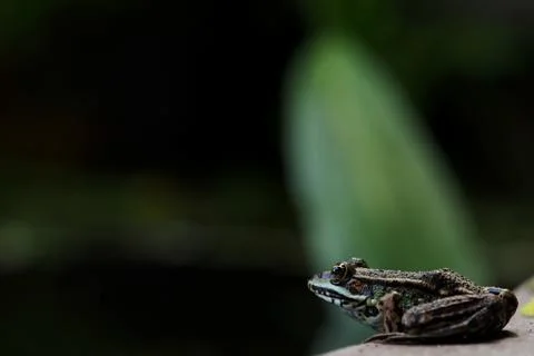Sitting frog in the wild Stock Photos