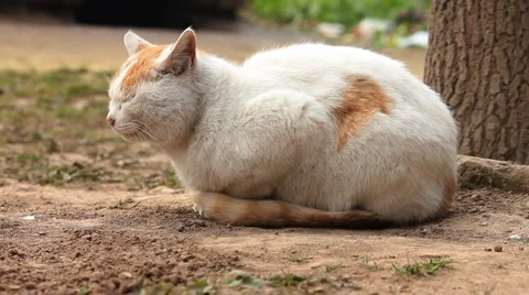 Sitting ginger cat Stock Footage 982662