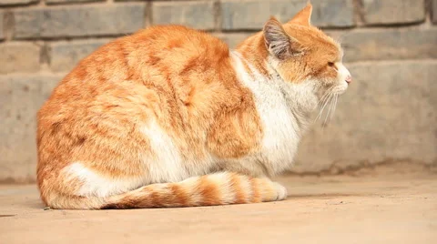 Sitting ginger cat Stock Footage 982672