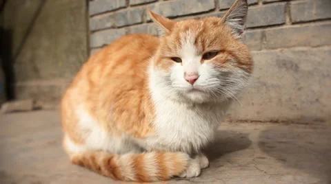 Sitting ginger cat Stock Footage 983032